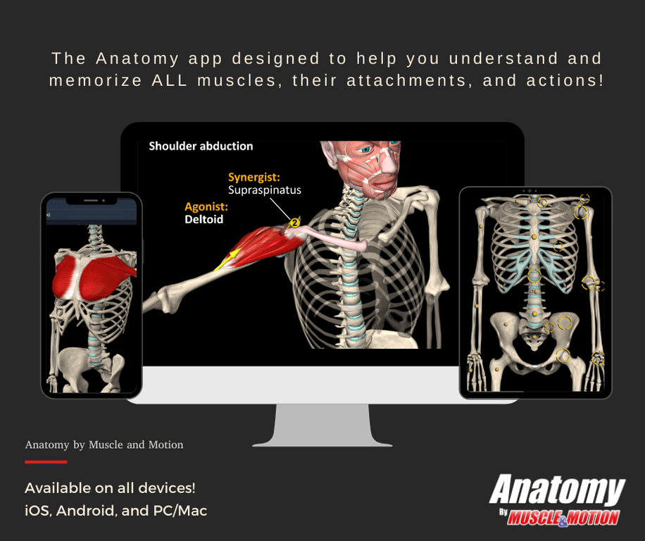 Muscle & Motion - Anatomy 20% Discount